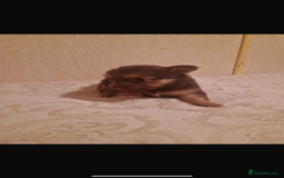 Chihuahua dogs for sale: Puppys - Advert 3