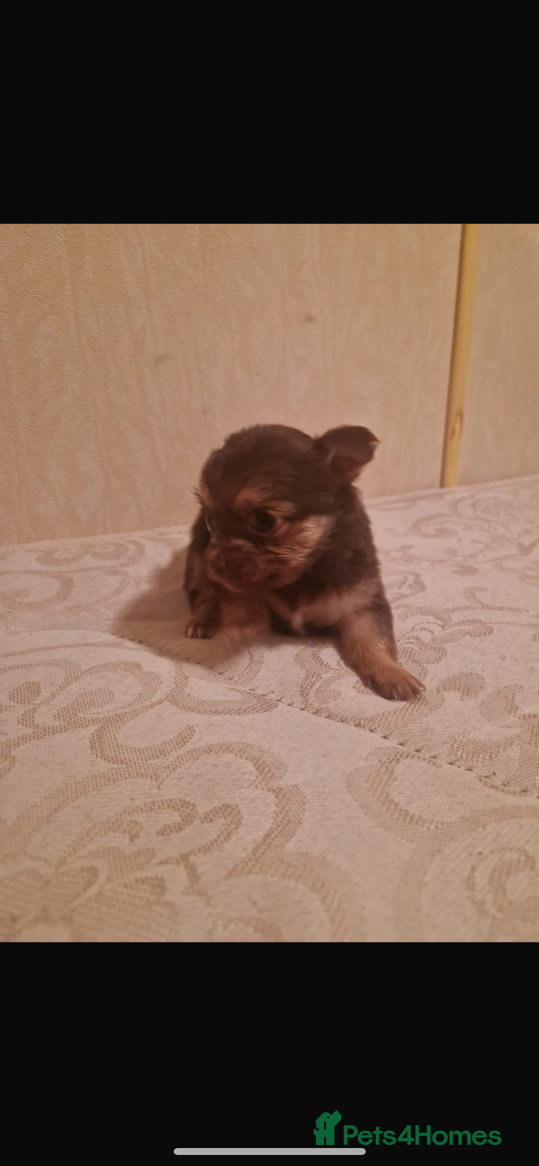 Chihuahua dogs for sale: Puppys - Advert 3
