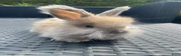 Angora rabbits for sale: Pure bred Angora bunnies £185 - Advert 2