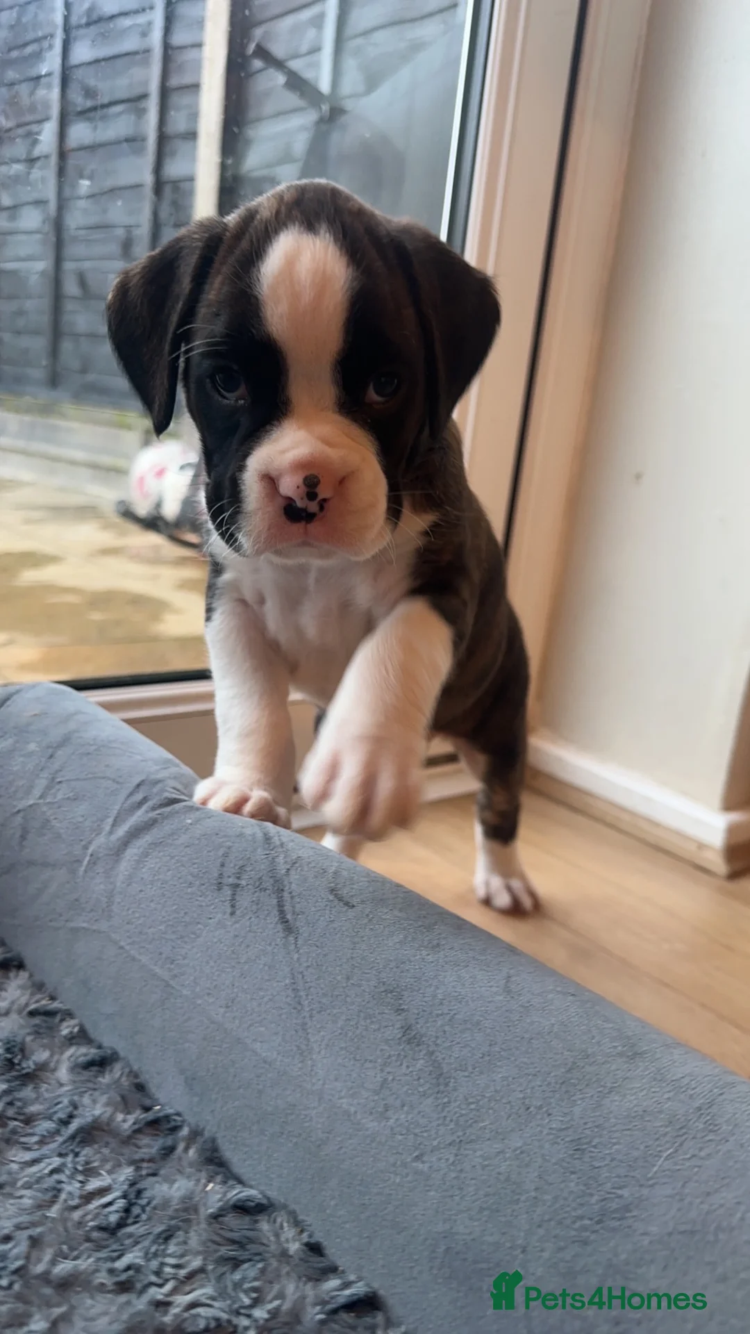 Boxer dogs for sale: Beautiful Bobtail & Longtail boxers due March 3rd. - Advert 10