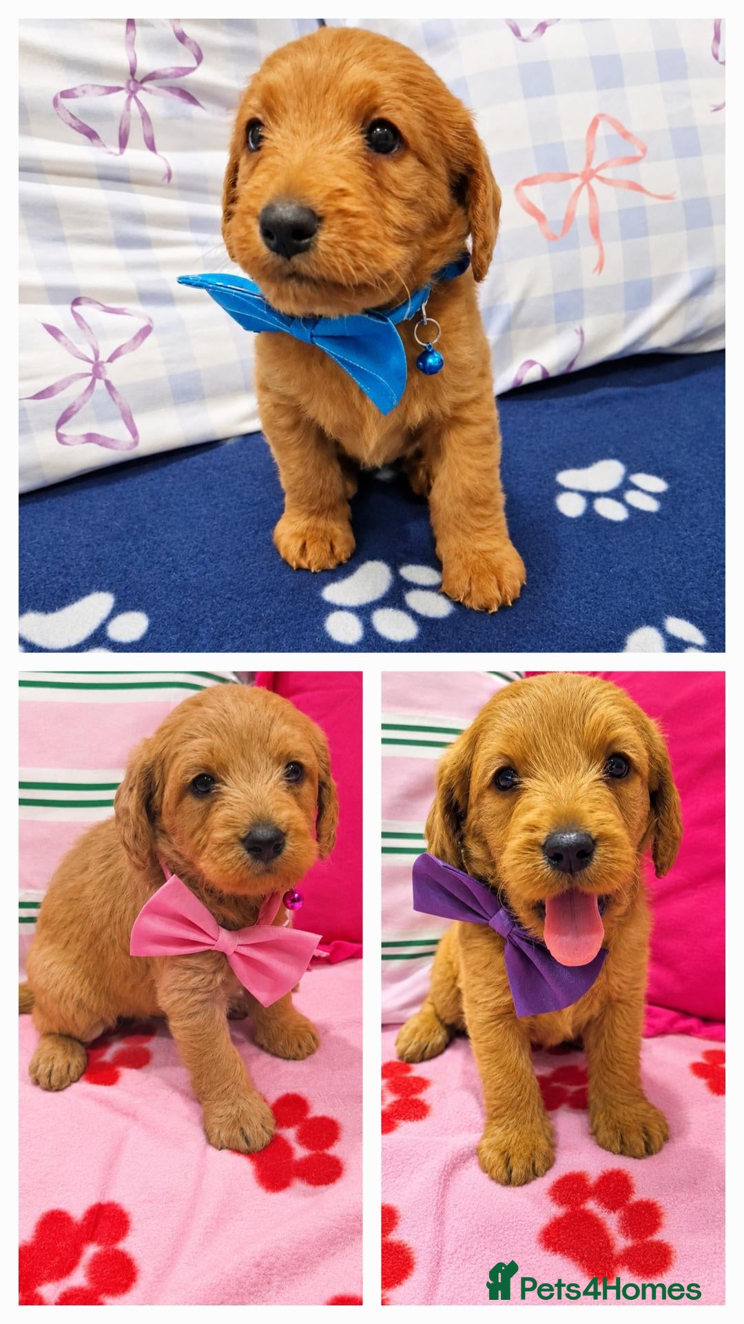 Labradoodle dogs Miniature labradoodles - Advert 1