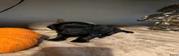Cocker Spaniel dogs for sale: 8 STUNNING WORKING COCKER PUPS 🐶🐾 - Advert 8