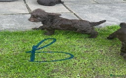 Cockapoo dogs for sale: Toy F1 Cockerpoo Puppies x2 girls x2 boys - Image 4