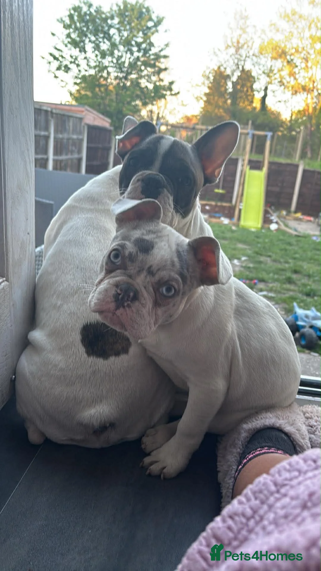 French Bulldog dogs for sale: Porcha  in Pontefract - Advert 1