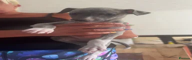 Whippet 6