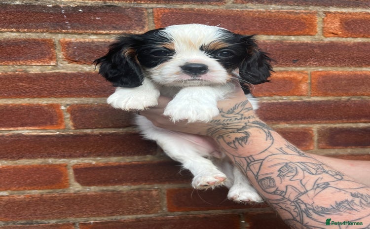 Cavalier King Charles Spaniel dogs - Advert 2