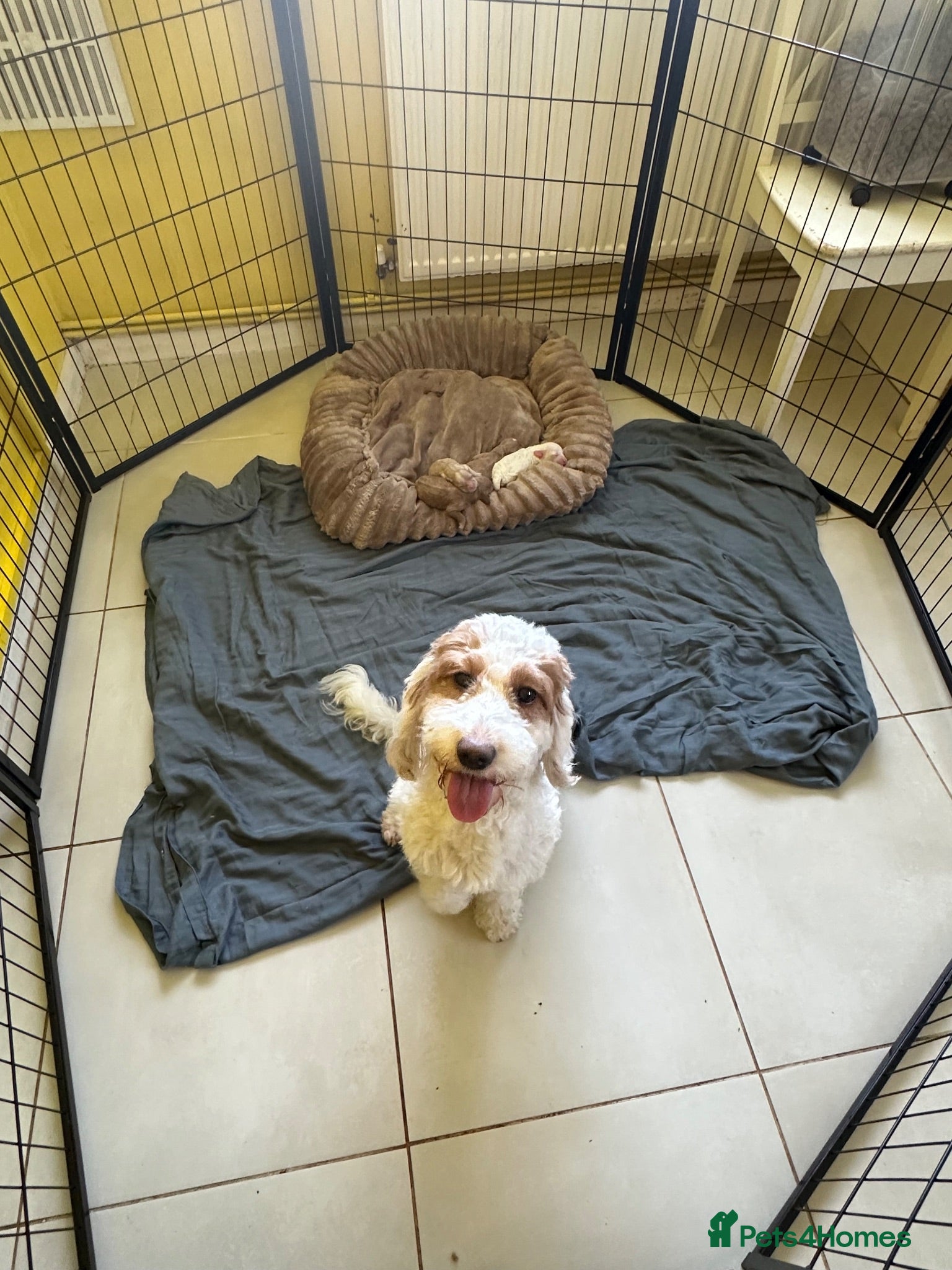 Mixed Breed dogs Beautiful F2 Cockapoos, playful,healthy,naughty  - Advert 1