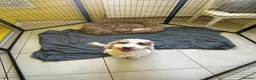 Mixed Breed dogs for sale: Beautiful F2 Cockapoos, playful,healthy,naughty  - Advert 1