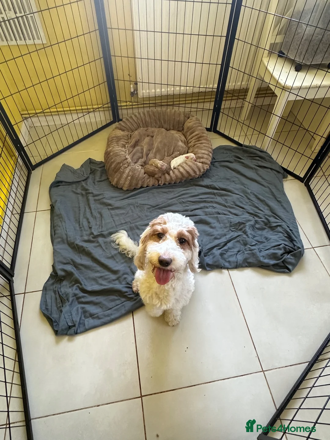 Mixed Breed dogs for sale: Beautiful F2 Cockapoos, playful,healthy,naughty  - Advert 1