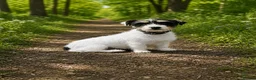 Jack Russell dogs for stud: Long haired Jack Russell  - Advert 1