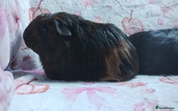 Guinea Pig rodents for sale: Two pairs of female guinea pigs price per set - Image 9