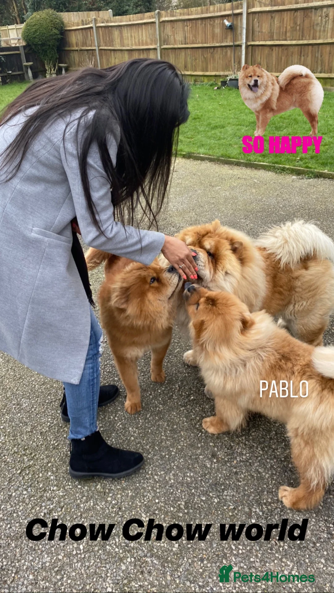 Chow Chow dogs for sale: Pablo The Chow - Advert 2