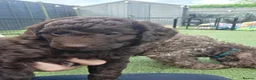 Cockapoo dogs for sale:  Absolutely stunning  F1b chocolate cockapoos  in Peterborough - Advert 21