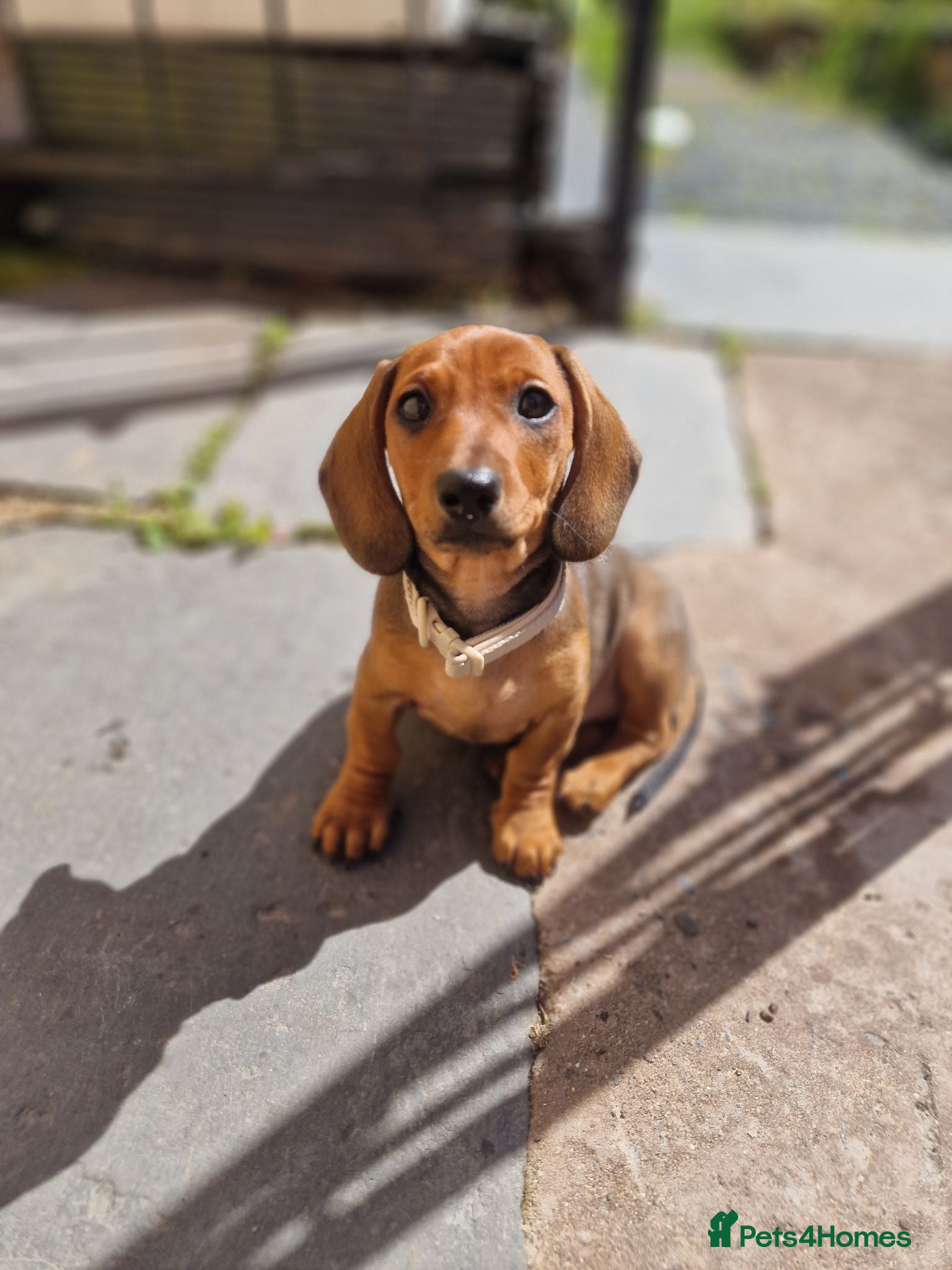 Dachshund dogs 4 month old Dachshund  - Advert 1