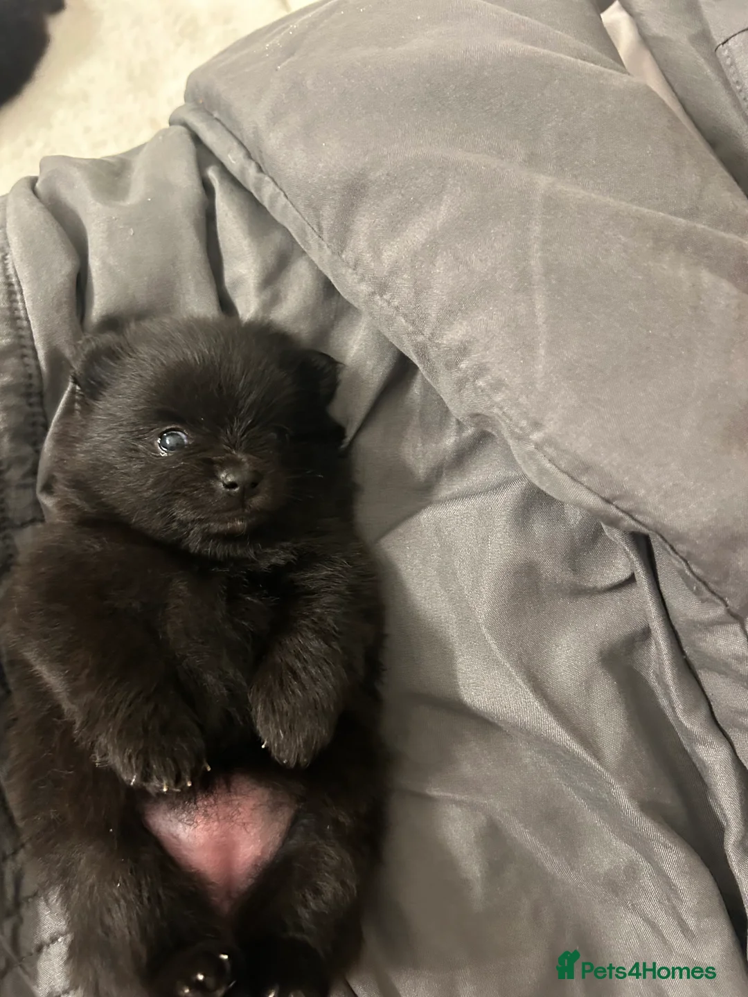 Pomeranian dogs for sale: Beautiful  **  black Pomeranians  - Advert 9