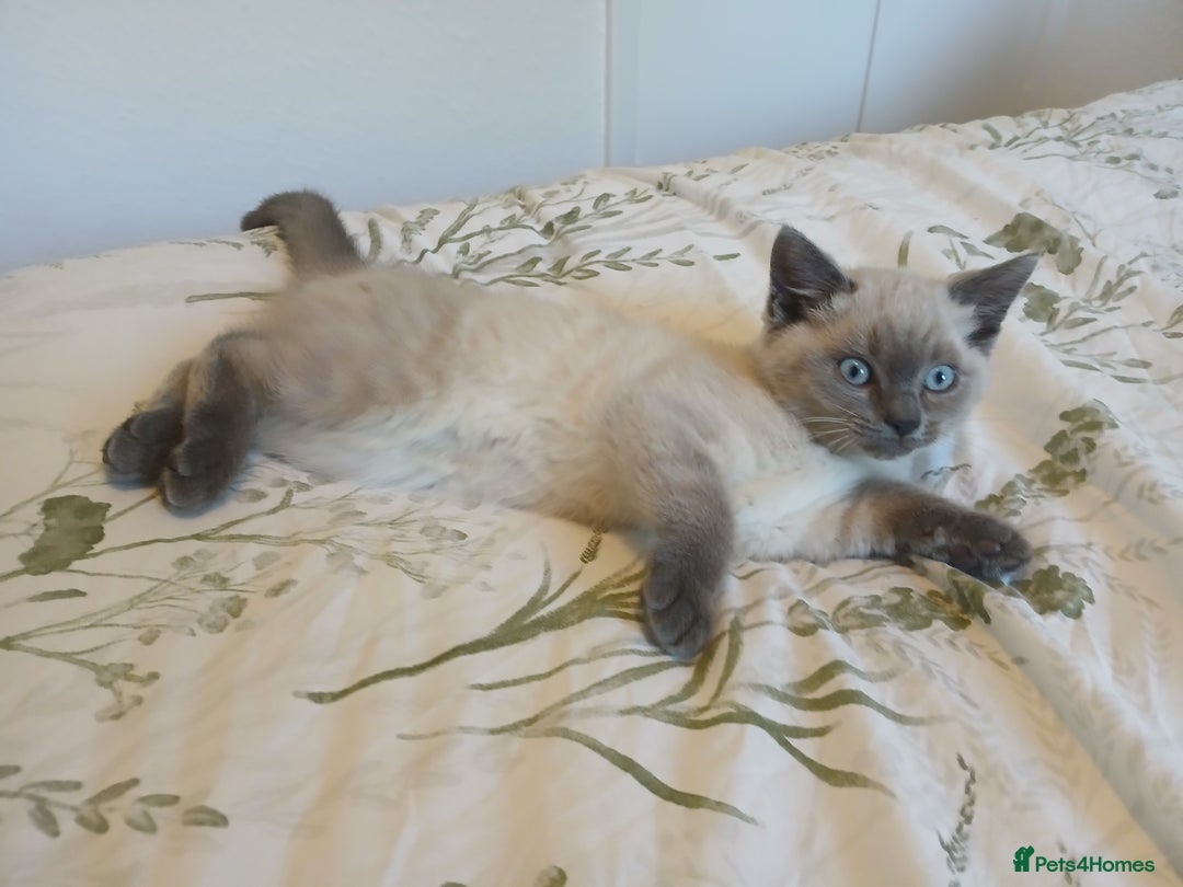 Ragdoll cats for sale: Ragdoll/British shorthair mix in Glasgow - Image 1