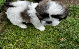 Shih Tzu dogs for sale: Shih tzu puppies looking for a forever home. - Image 1