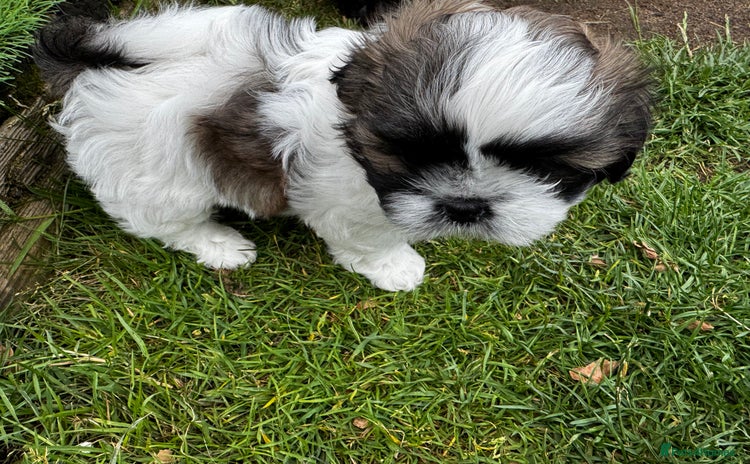Shih Tzu dogs - Advert 1