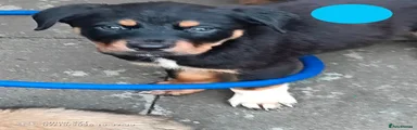 Mixed Breed 1