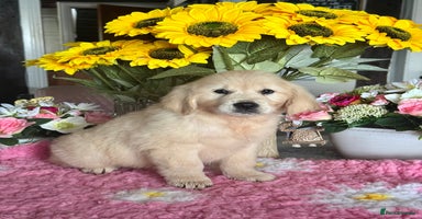Golden Retriever dogs - Advert 13