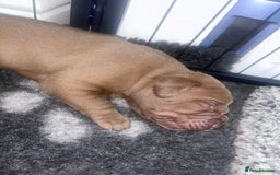 Mixed Breed dogs for sale: Weimaraner Mix Puppies - Image 8