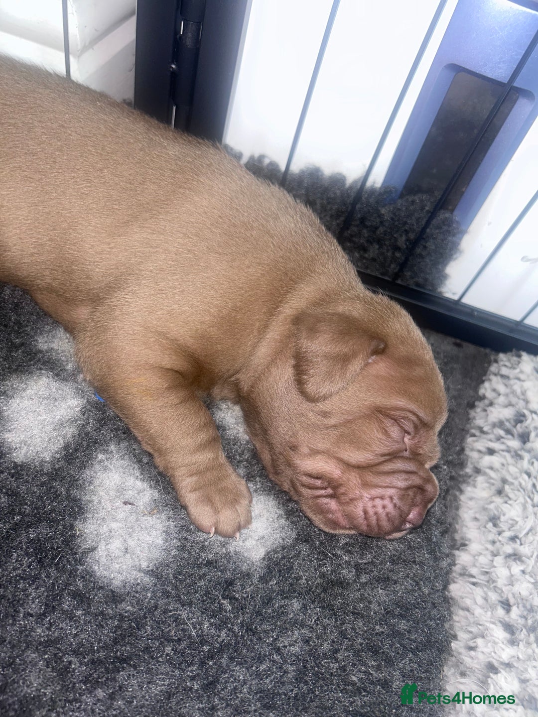 Mixed Breed dogs for sale: Weimaraner Mix Puppies - Image 8