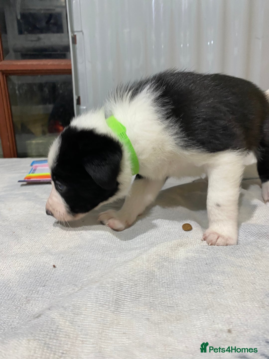 Border Collie dogs for sale: Beautiful border collie pups  - Advert 13