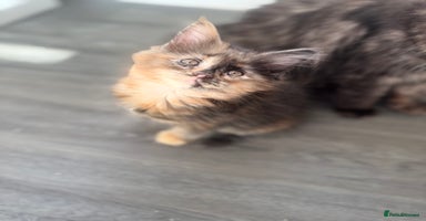 Maine Coon cats - Advert 9