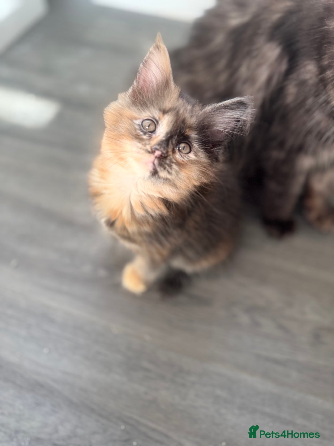 Maine Coon cats for sale: Stunning Mainecoon kittens ready now!!!! - Image 3