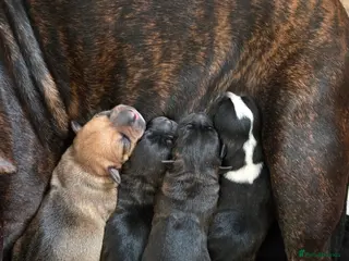 Staffordshire Bull Terrier dogs Staffie pups in Lockerbie - Advert 13