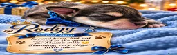 Miniature Schnauzer dogs for sale: Magic comes with four little paws!  in Northampton - Advert 15