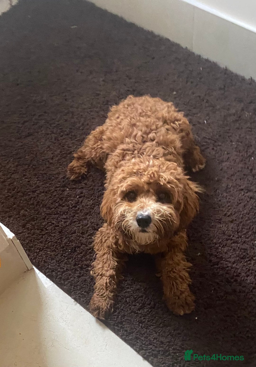 Cavapoo dogs for sale: F1 fox red cava poo girl available now  - Advert 9