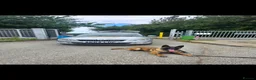 Belgian Shepherd Dog dogs for sale: Belgian Mali - Advert 4