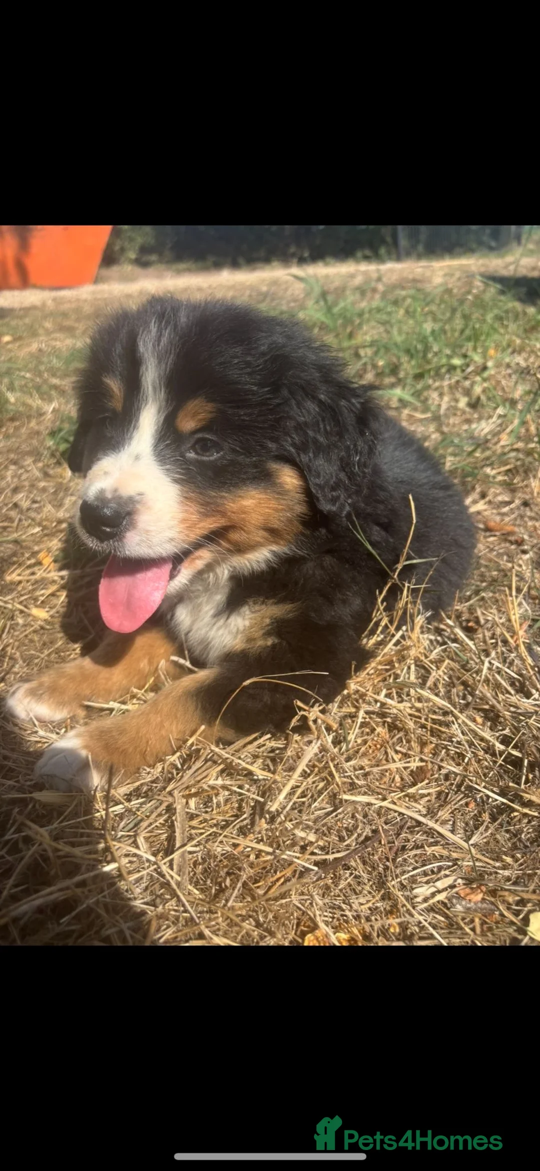 Bernese Mountain Dog dogs for stud: Outstanding kc reg Bernese mountain dog stud - Advert 18