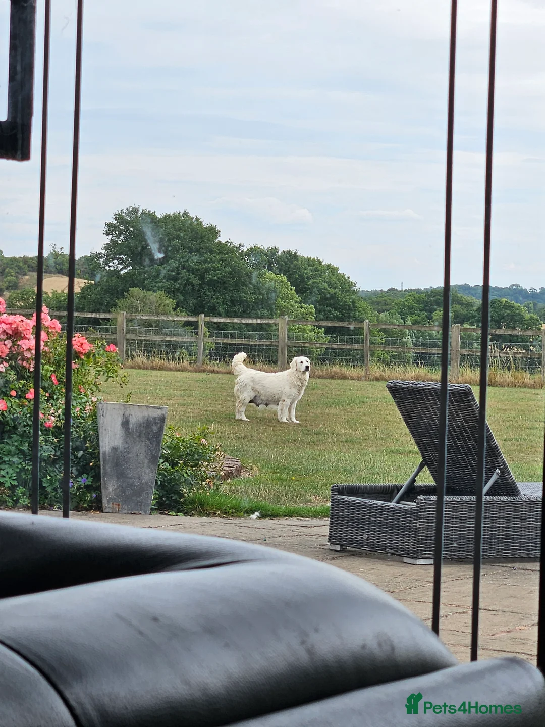 Golden Retriever dogs for sale: Looking for a new home - Advert 3