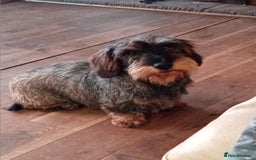 Dachshund dogs for sale: Sad sale of Teckel 5 year old girl - Image 2