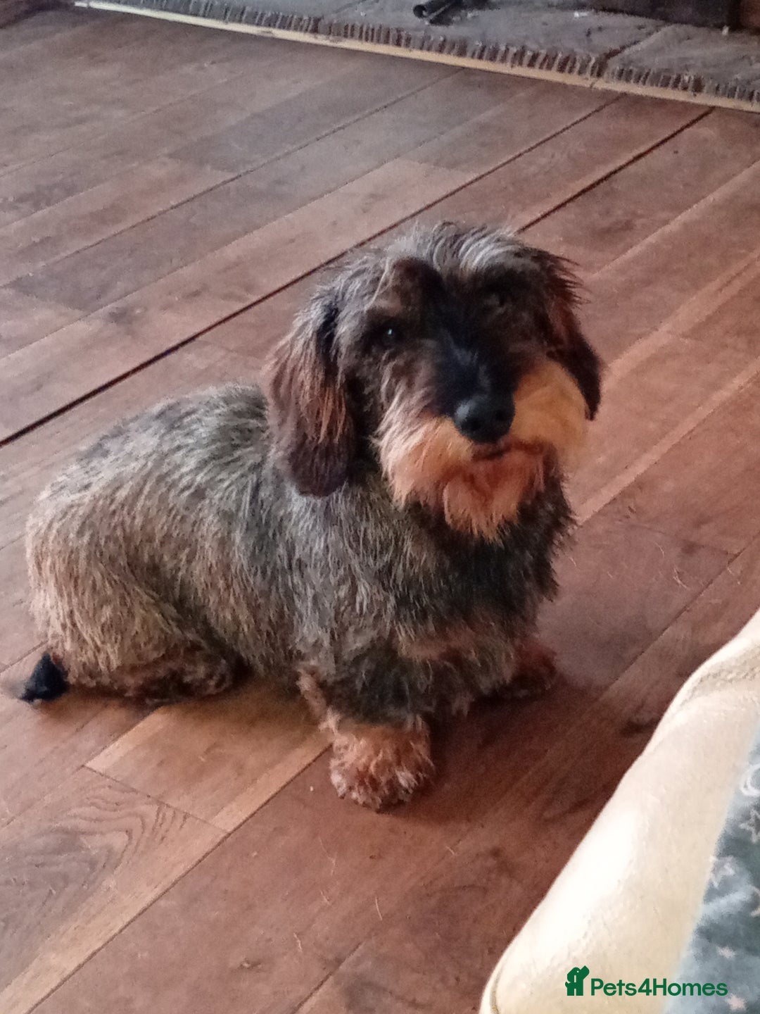 Dachshund dogs for sale: Sad sale of Teckel 5 year old girl - Image 2