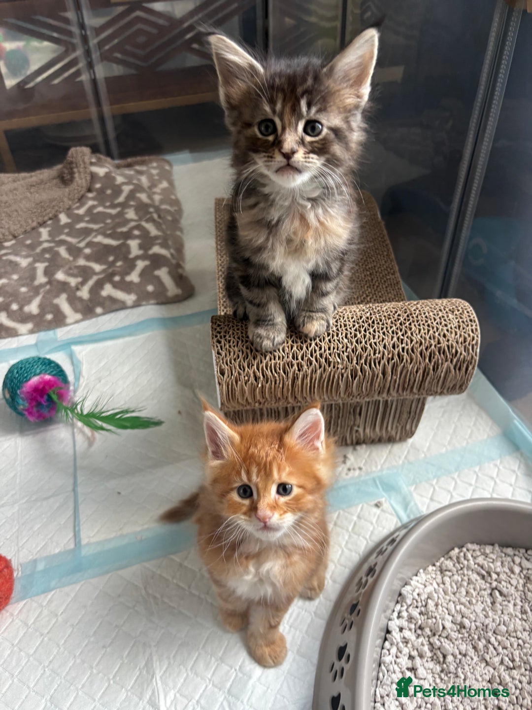 Maine Coon cats for sale: Maine coons - Image 6