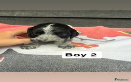 Cocker Spaniel dogs for sale: Cocker puppy 1 bitch left 3 boys  - Image 6
