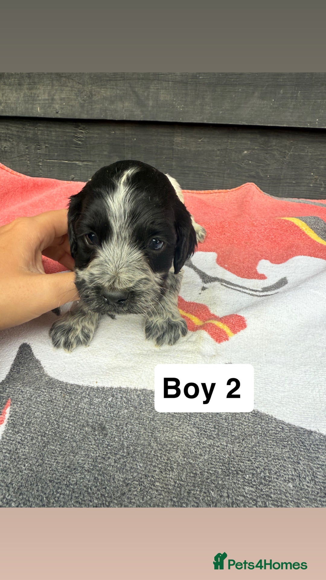 Cocker Spaniel dogs for sale: Cocker puppy 1 bitch left 3 boys  - Image 6