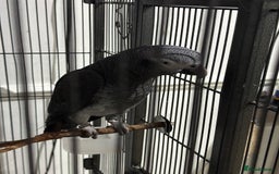 Parrots birds for sale: African Grey Parrot (Male for sale!) - Image 2