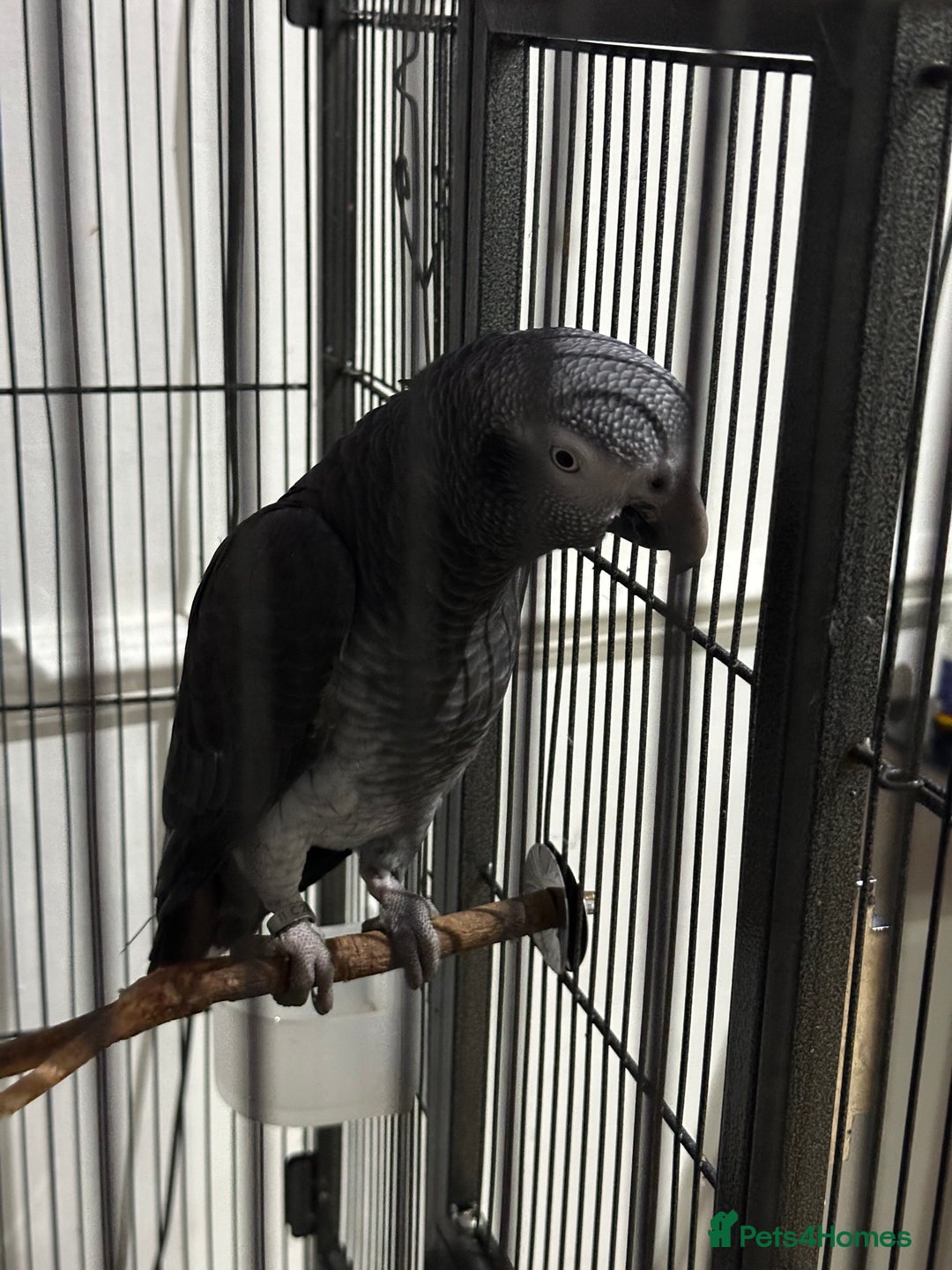 Parrots birds for sale: African Grey Parrot (Male for sale!) - Image 2
