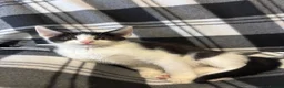 Mixed Breed cats for sale: 5 Gorgeous Kittens - Advert 10