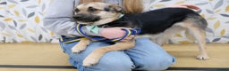 Mixed Breed dogs for adoption: Frances. Great Yarmouth Norfolk  - Advert 2