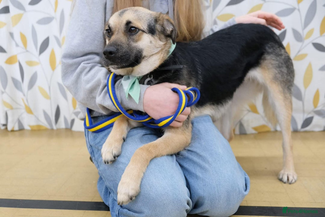 Mixed Breed dogs for adoption: Frances. Great Yarmouth Norfolk  - Advert 2