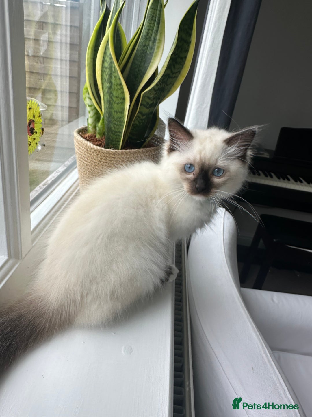 Ragdoll cats for sale: 🐾 LAST MALE RAGDOLL AVAILABLE READY TO GO💕 in Taunton - Image 6