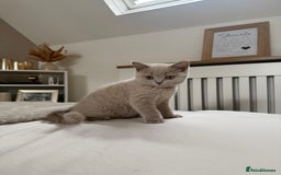 British Shorthair cats for sale: Lilac British Shorthair Kitten - Image 6