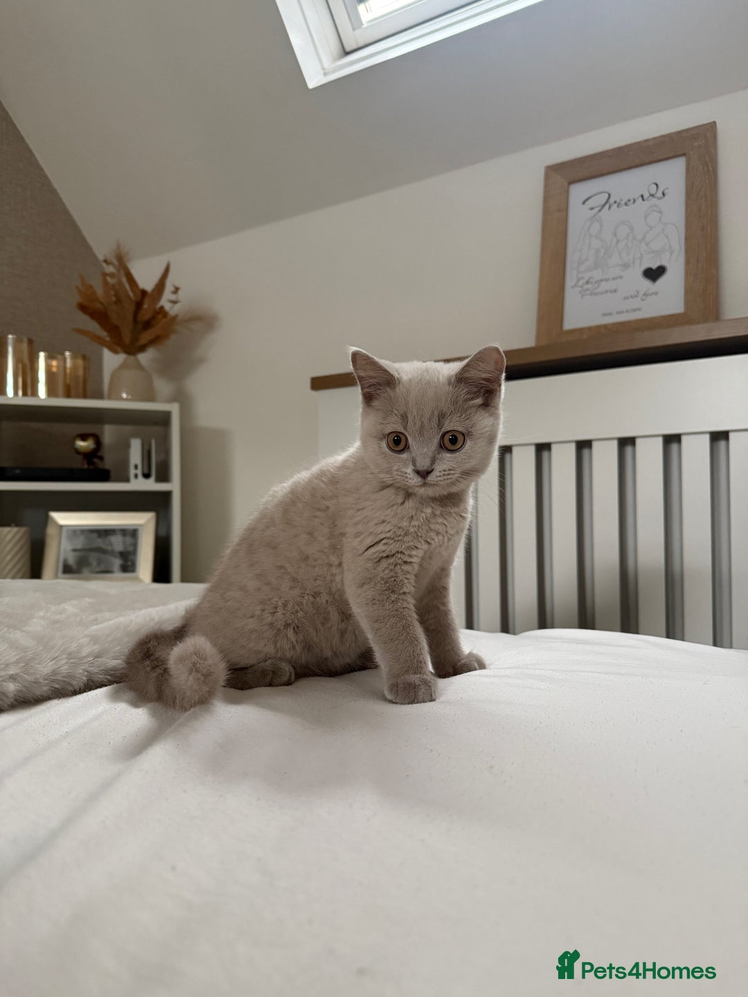 British Shorthair cats for sale: Lilac British Shorthair Kitten - Image 6