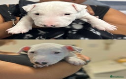 Bull Terrier dogs for sale: READY NOW. KC REGISTERED Bull Terrier Puppies - Image 7