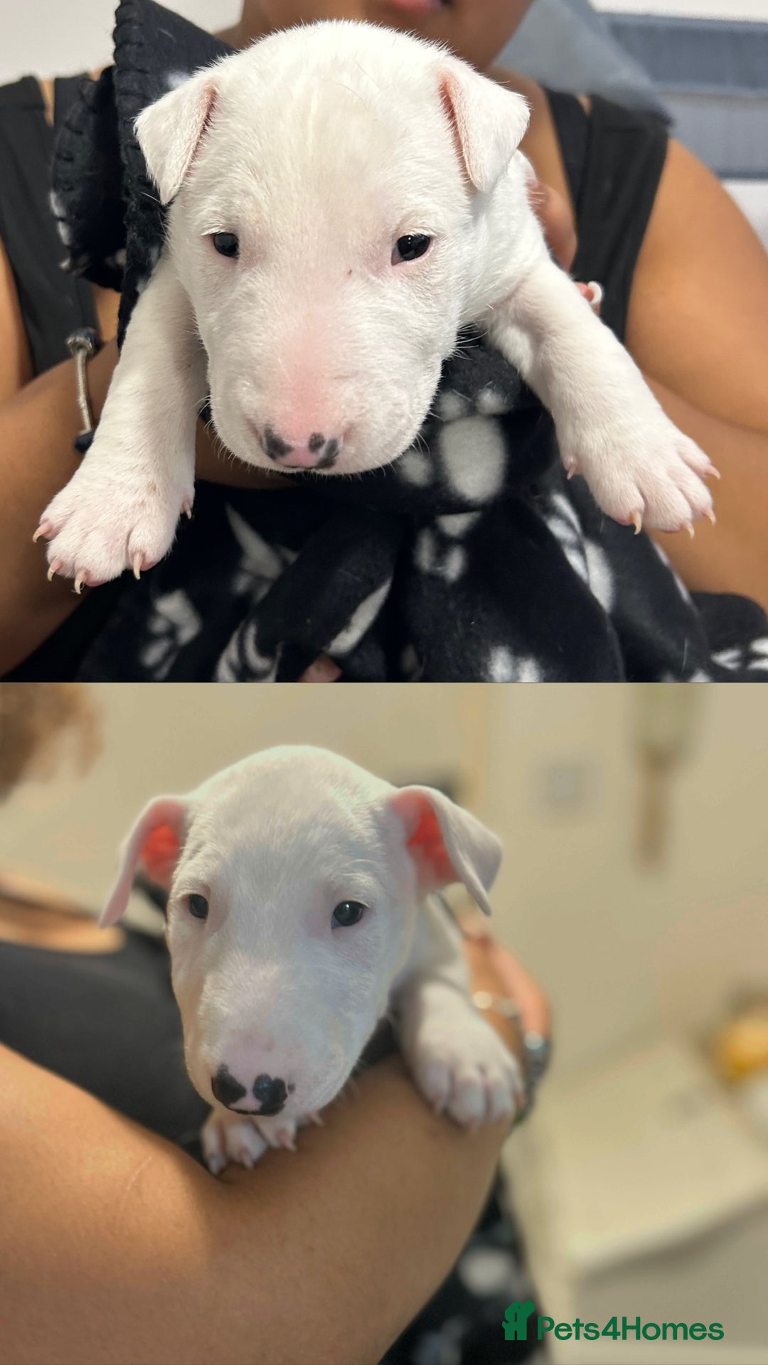 Bull Terrier dogs for sale: READY NOW. KC REGISTERED Bull Terrier Puppies - Image 7